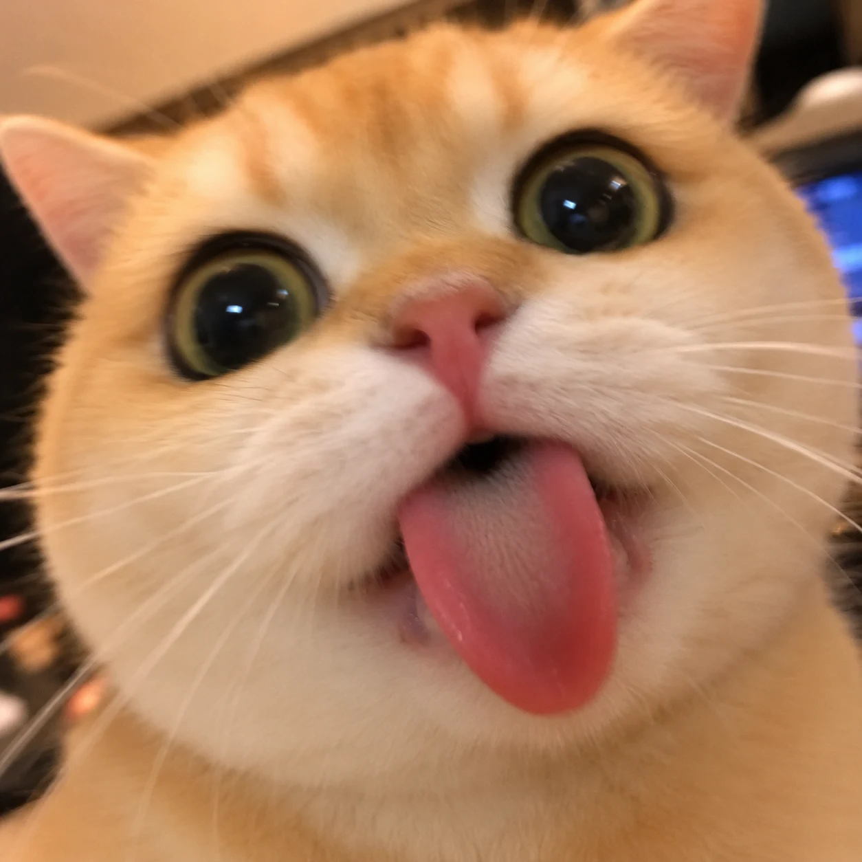 Goofy Cat Selfie Close-Up pet reaction meme with expressive close-up styling, made for funny chat stickers and social sharing