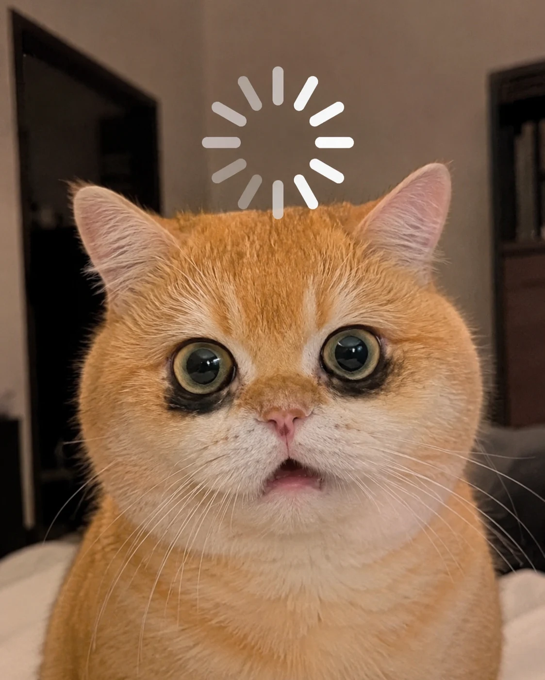 Brain-Buffering Cat pet reaction meme with expressive close-up styling, made for funny chat stickers and social sharing
