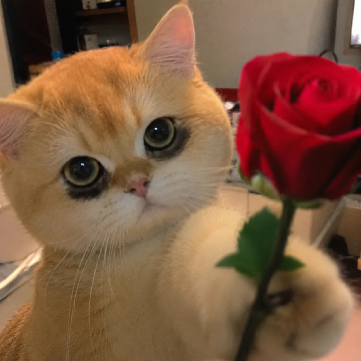 A Red Rose for You pet reaction meme with expressive close-up styling, made for funny chat stickers and social sharing