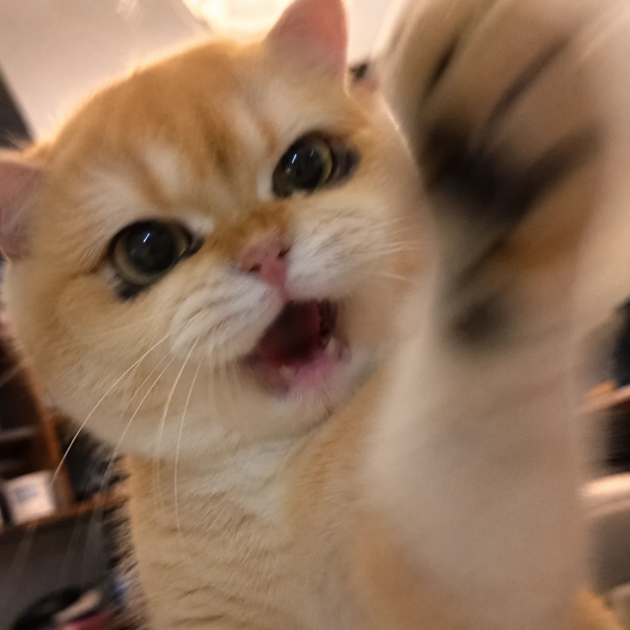 Angry Cat Smack pet reaction meme with expressive close-up styling, made for funny chat stickers and social sharing