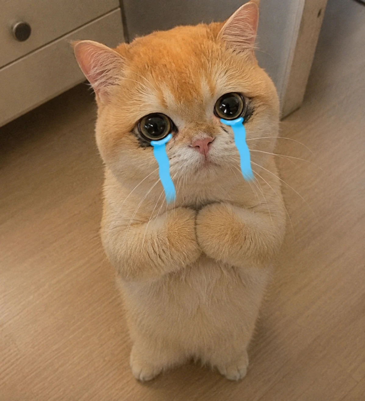 Crying Cat Begging pet reaction meme with expressive close-up styling, made for funny chat stickers and social sharing