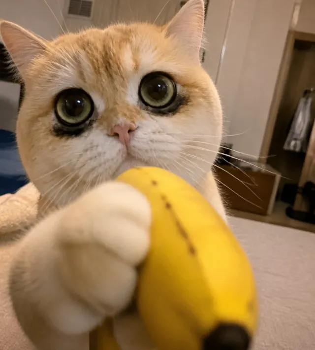 バナナを持つ猫｜表情豊かなクローズアップの、面白いチャットスタンプやSNSシェア向けペットリアクションミーム