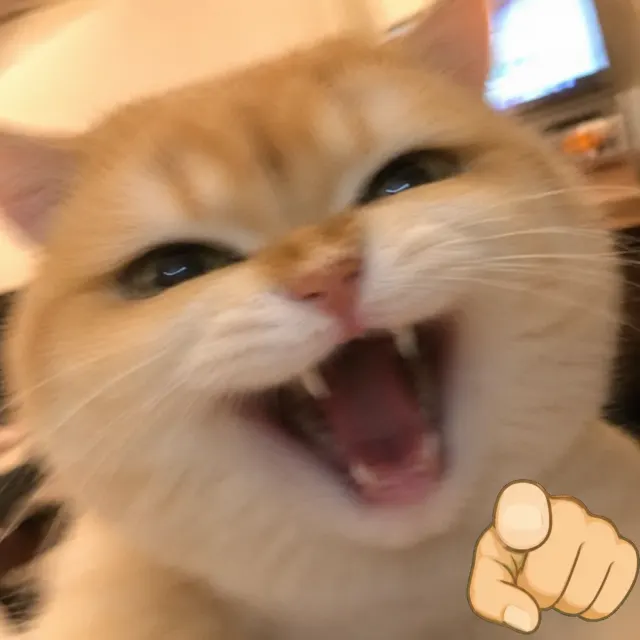 猫の煽り笑い｜表情豊かなクローズアップの、面白いチャットスタンプやSNSシェア向けペットリアクションミーム