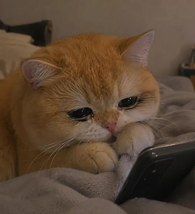 スマホを見つめる悲しい猫｜表情豊かなクローズアップの、面白いチャットスタンプやSNSシェア向けペットリアクションミーム