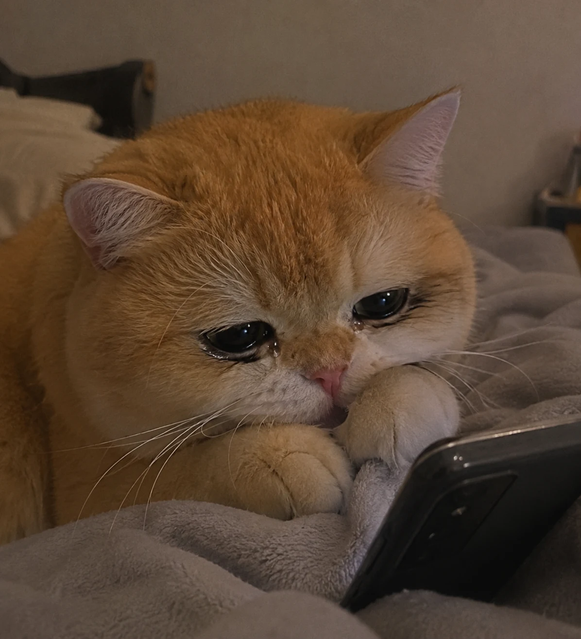 Sad Cat Looking at the Phone pet reaction meme with expressive close-up styling, made for funny chat stickers and social sharing
