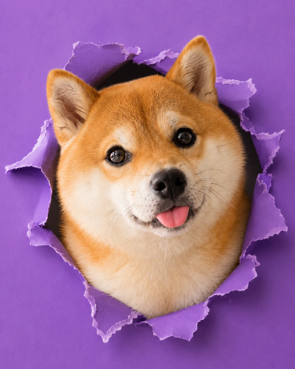 Peeking Through the Hole pet portrait with polished lighting, stylish scene details, and an Instagram-ready look