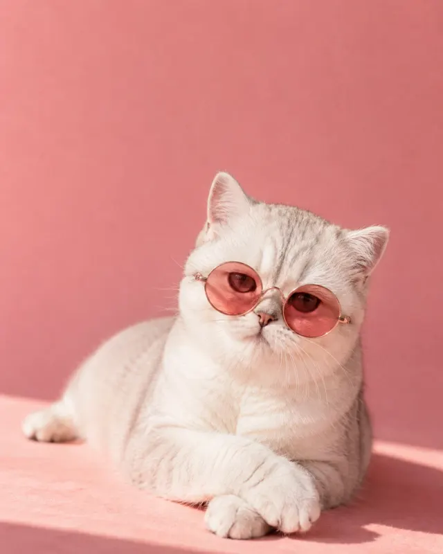 ピンクの夏ファッション猫｜洗練されたライティングとおしゃれな演出で、SNS映えするペットポートレート