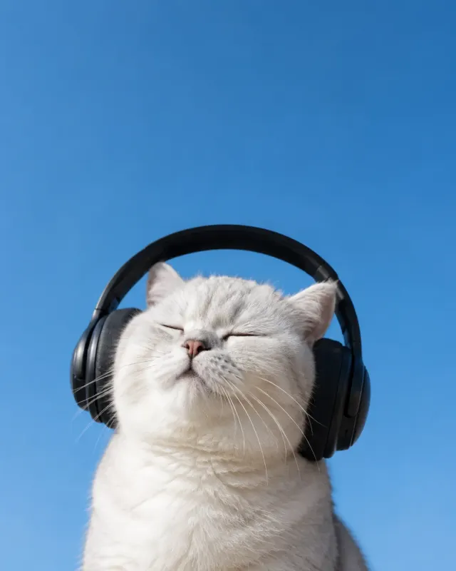 音楽を楽しむ猫｜洗練されたライティングとおしゃれな演出で、SNS映えするペットポートレート