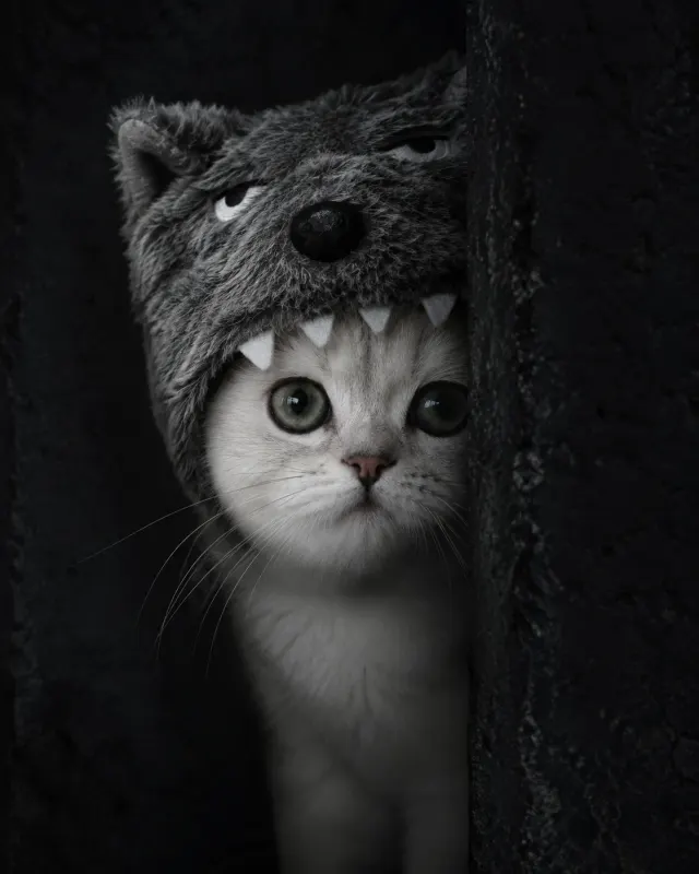 物陰の灰色オオカミ猫｜洗練されたライティングとおしゃれな演出で、SNS映えするペットポートレート