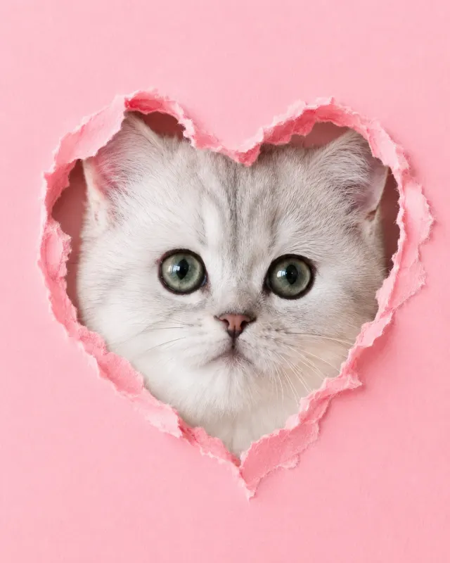 ハートから見つめる猫｜洗練されたライティングとおしゃれな演出で、SNS映えするペットポートレート