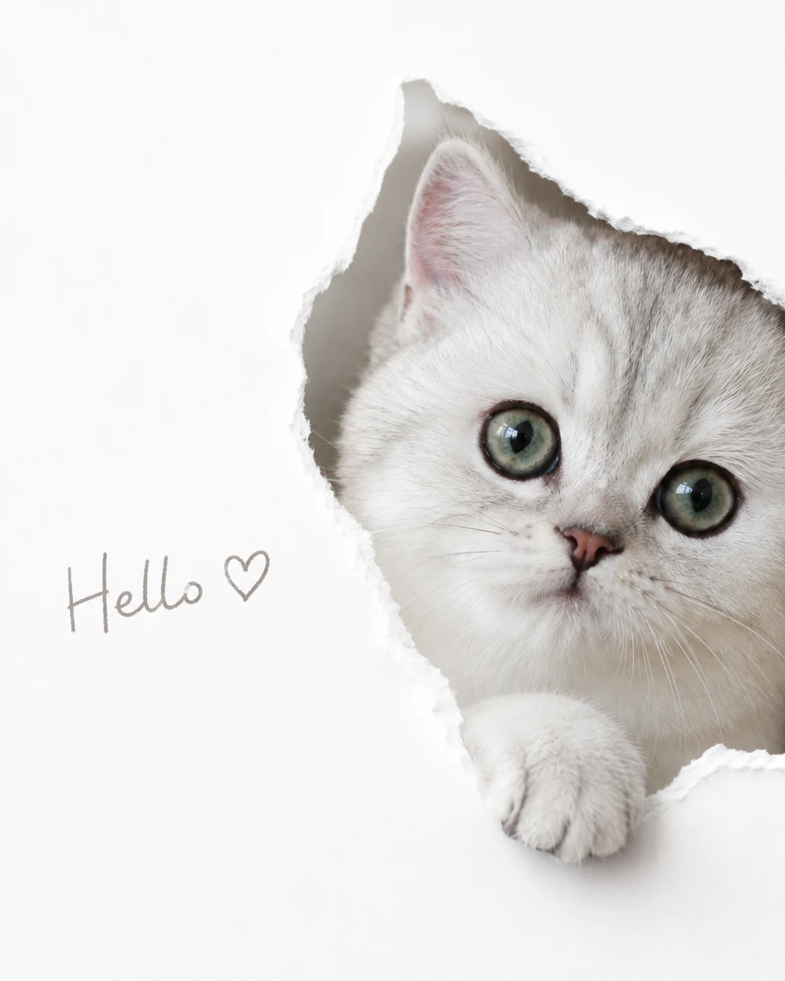 Greeting Through White Paper pet portrait with polished lighting, stylish scene details, and an Instagram-ready look